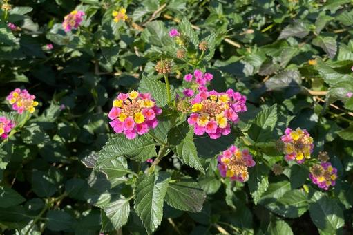 ある公園のランタナA_711K 花,ランタナ,七変化の写真素材