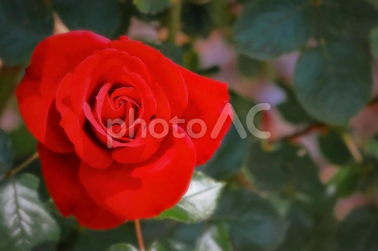 華やかな一輪の赤い薔薇 植物,花,薔薇の写真素材