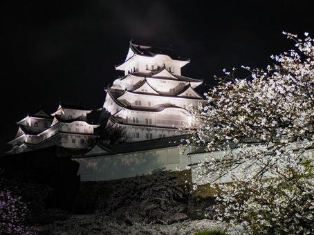 夜桜と姫路城 夜桜と姫路城 夜桜,桜,姫路城の写真素材