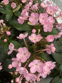 ルクリア　花 花,百日草,ガーデニングの写真素材