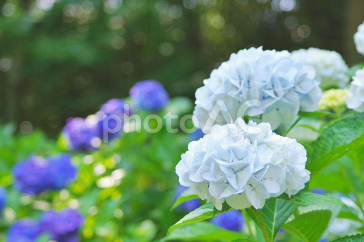 ホワイトの美しく清楚なあじさい あじさい,アジサイ,紫陽花の写真素材