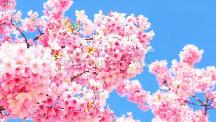 満開の桜と青空 さくら,花,入学式の写真素材