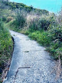 草の生い茂った道 草の生い茂った道 草,山,木の写真素材