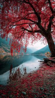 真っ赤な紅葉が彩る湖畔の絶景風景 真っ赤な紅葉が彩る湖畔の絶景風景の写真