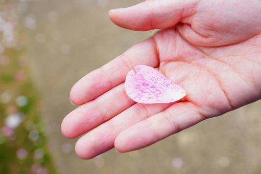 花びら 花びら,手,手のひらの写真素材
