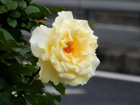 【薔薇の写真】バラの花 【薔薇の写真】バラの花の写真