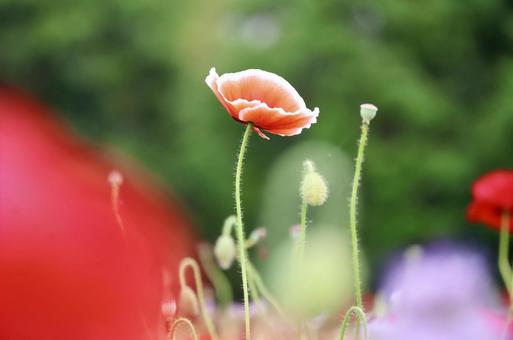 ポピー ポピー ポピー,花,自然の写真素材