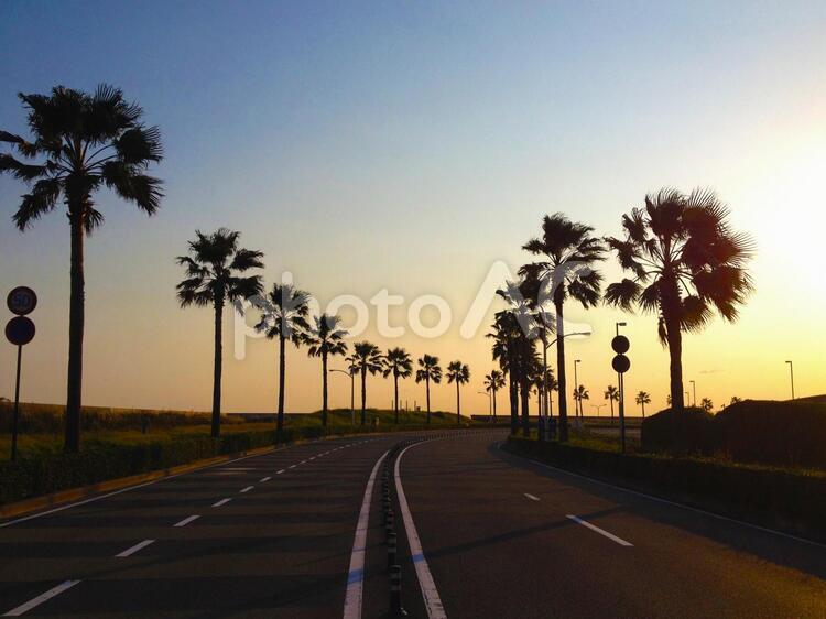 ヤシの木と夕日1 椰子,夕日,夕暮れの写真素材