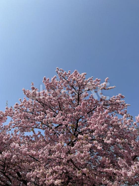 桜の木 桜,サクラ,さくらの写真素材