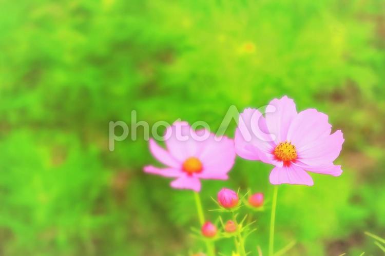 爽やかなピンクのコスモスの花 植物,花,コスモスの写真素材