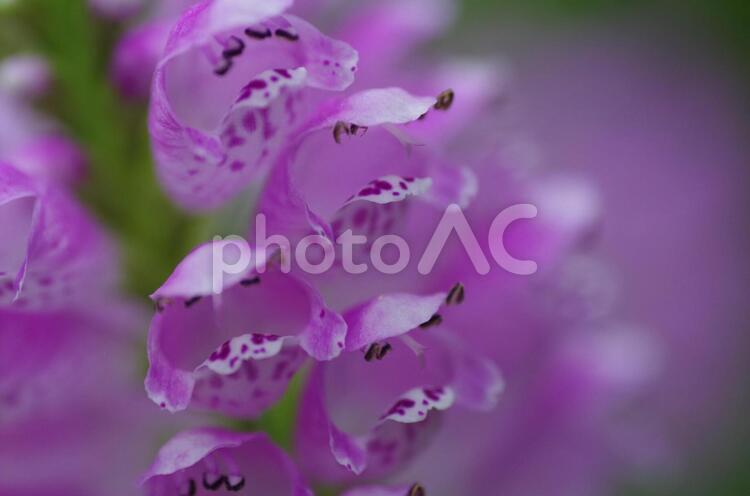 ハナトラノオの花 花,ハナトラノオ,カクトラノオの写真素材