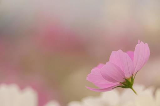 コスモス畑の写真