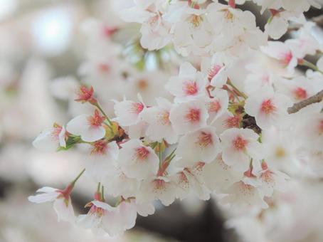 さくら さくら 桜,sakura,花の写真素材