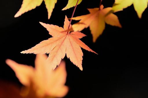 赤オレンジ色に色づくモミジの葉暗い背景 赤オレンジ色に色づくモミジの葉暗い背景 もみじ,紅葉,カエデの写真素材