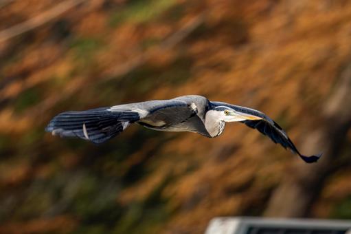 空飛ぶアオサギの写真