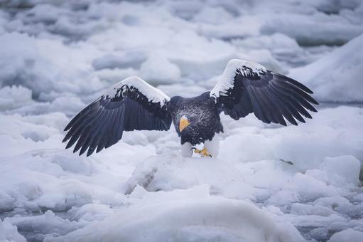 流氷上のオオワシ 流氷上のオオワシの写真