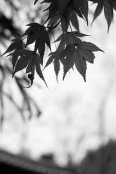 風情ある紅葉の写真 紅葉,秋,もみじの写真素材