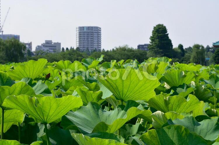 池一杯のハス 日本,ハス,池の写真素材
