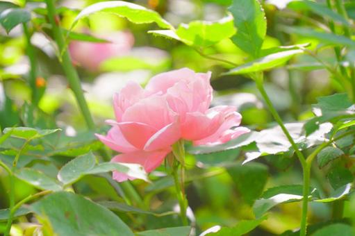 バラ バラ,花,ピンクの写真素材