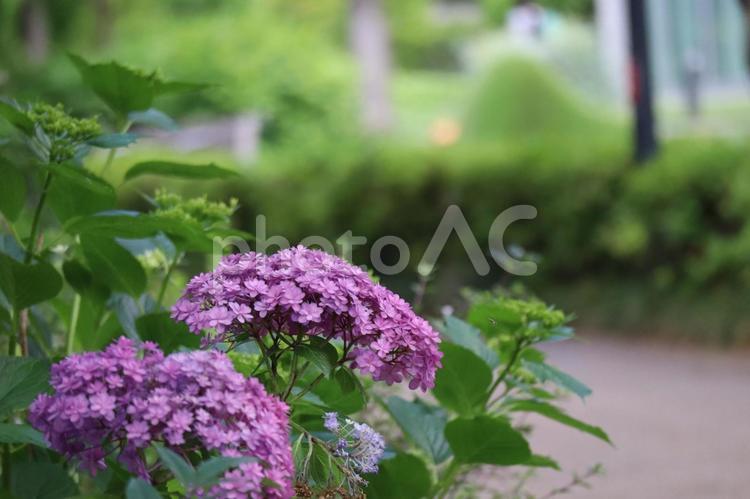 道端に咲く赤紫色のアジサイの花 アジサイ,花,赤紫色の写真素材