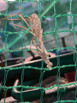かまきりの抜け殻? かまきりの抜け殻?の写真
