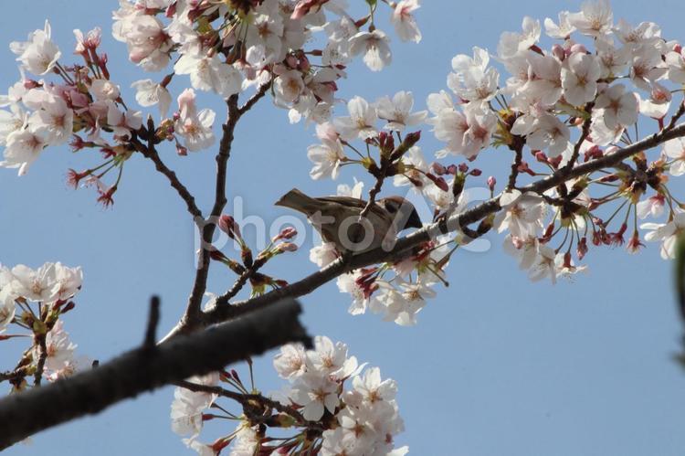 すずめと桜 桜,空,花の写真素材