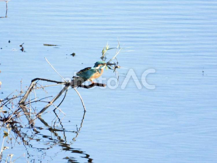 ポーズをとるカワセミ 鳥,野鳥,カワセミの写真素材