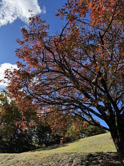 晩秋の小坂田公園の紅葉（長野県塩尻市） 小坂田公園,紅葉,秋の写真素材