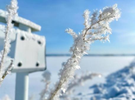 雪の中で生えている植物と青空 雪の中で生えている植物と青空の写真
