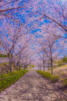 桜並木の広がる道 桜,満開,花びらの写真素材
