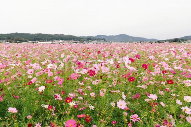 満開に咲くピンクのコスモス畑 秋桜,コスモス,コスモス畑の写真素材