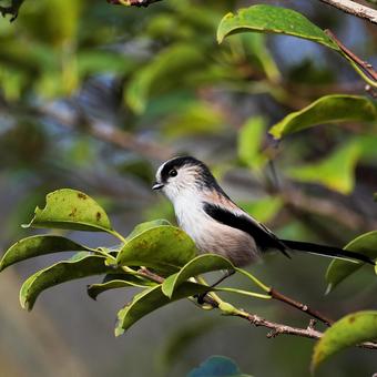 エナガ エナガ エナガ,野鳥,鳥の写真素材