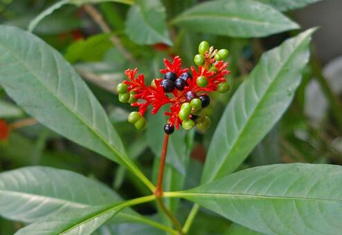 インドジャボク インドジャボク,印度蛇木,蛇根木の写真素材