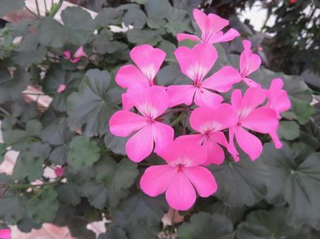 ゼラニウム（ピンク） ゼラニウム,多年草,香りの写真素材