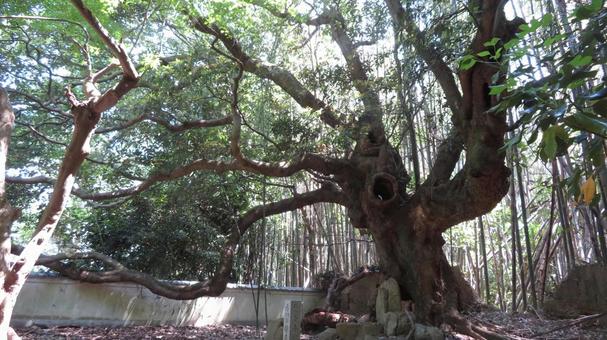 粟島ー梵音寺のタブノキ 粟島ー梵音寺のタブノキの写真