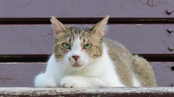 ベンチに鎮座して夕涼みしているもふもふ猫 ベンチに鎮座して夕涼みしているもふもふ猫の写真