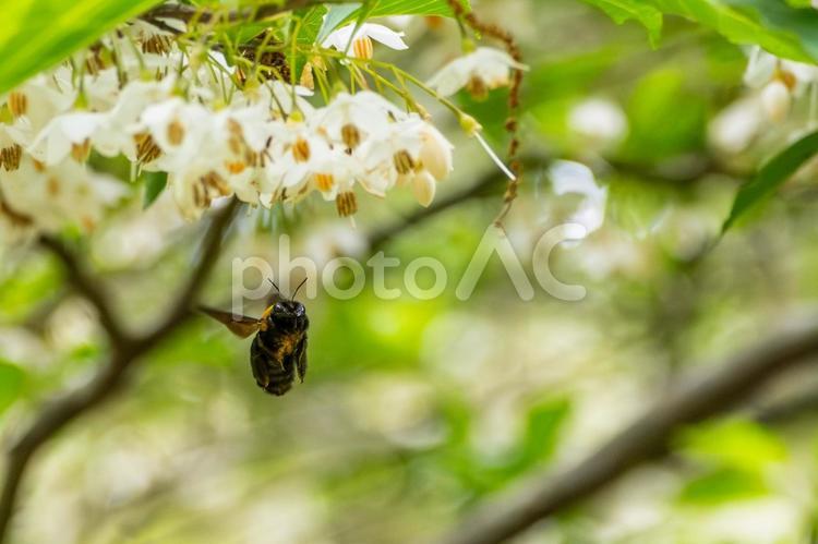 エゴノキとクマバチ⒇ 春,花,エゴノキの写真素材