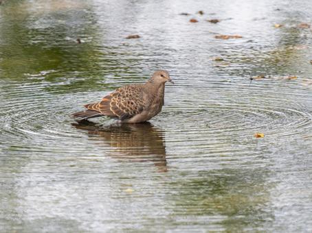 水辺を歩くキジバト 水辺を歩くキジバトの写真