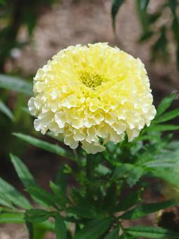 植物 マリーゴールド ホワイトバニラ 植物 マリーゴールド ホワイトバニラの写真