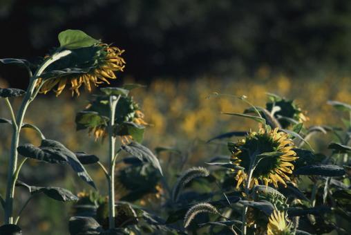＜風景＞枯れ始めた秋のヒマワリ畑の景色 ひまわり,夏,秋の写真素材