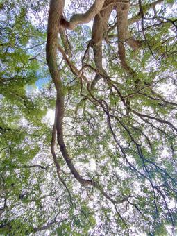 楠の大木を下から見たアングルと木漏れ日 クスノキ,楠,巨木の写真素材