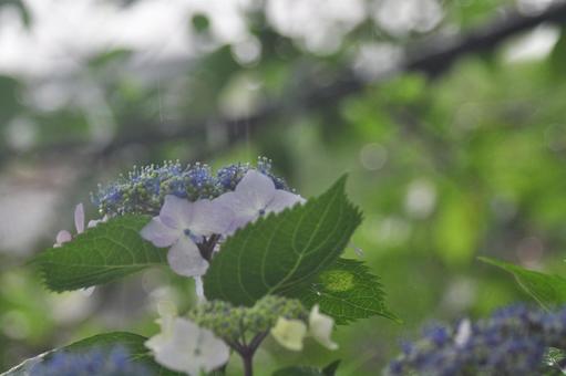 Hydrangea, JPG