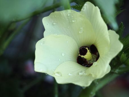 ベランダガーデン、オクラの花 ベランダガーデン、オクラの花の写真