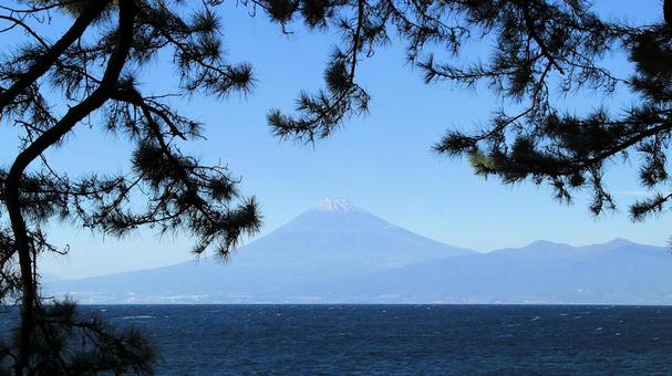 御浜岬の松林を前景に富士山と愛鷹山 富士山,秋,愛鷹山の写真素材