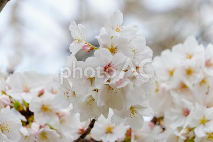 雨粒をまとった桜の花 桜,花,花びらの写真素材