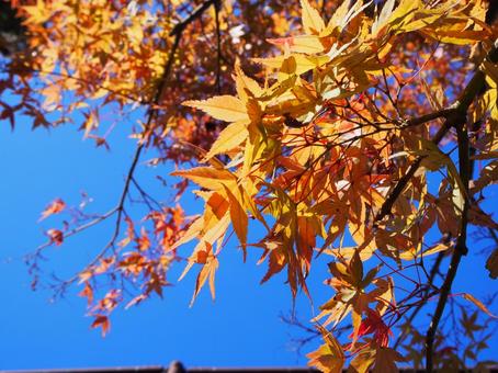 紅葉と青空③ 紅葉と青空③の写真