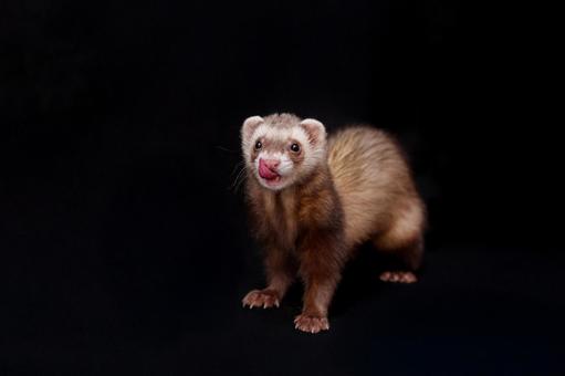 ぺろり フェレット,マーシャルフェレット,かわいいの写真素材