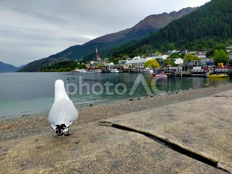 ニュージーランドの海と町とカモメ 山,海,砂浜の写真素材