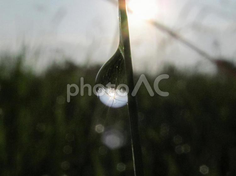 水滴と緑の葉と朝の光 水滴,しずく,雨の写真素材