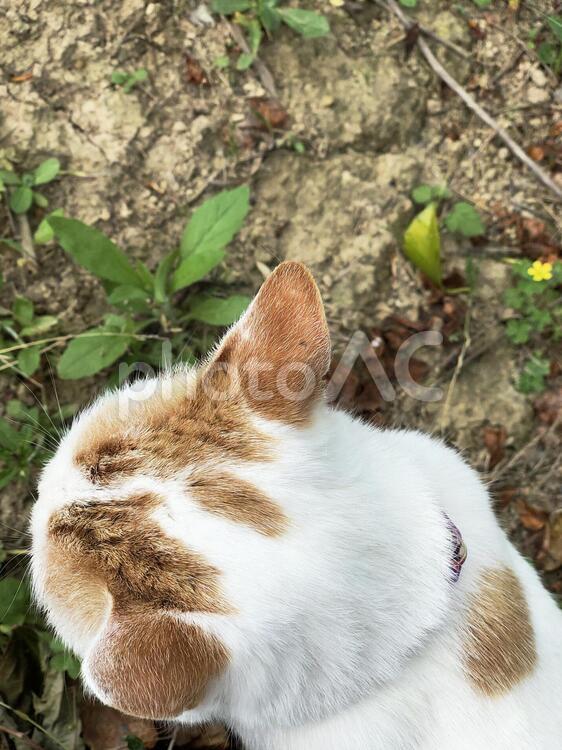 猫の後頭部 猫,にゃんこ,ねこの写真素材